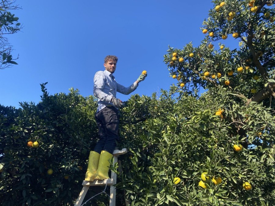 Finike’de Portakal Sezonu Başladı, 250 Bin Ton Rekolte Bekleniyor