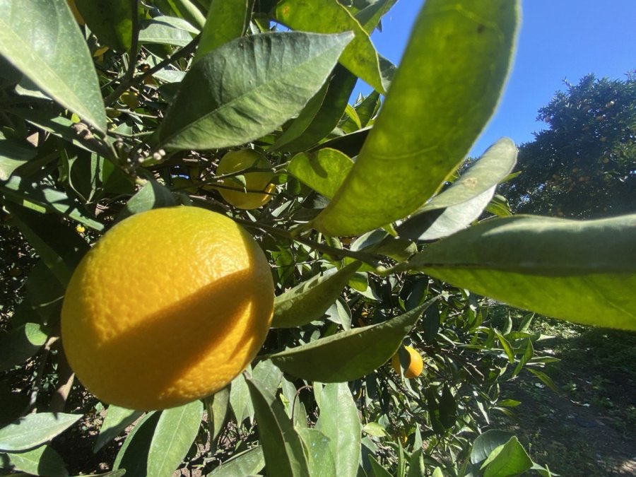 Finike’de Portakal Sezonu Başladı, 250 Bin Ton Rekolte Bekleniyor