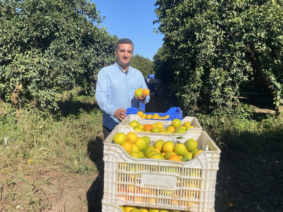 Finike’de Portakal Sezonu Başladı, 250 Bin Ton Rekolte Bekleniyor
