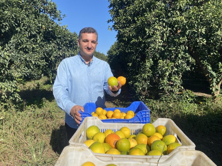 Finike’de Portakal Sezonu Başladı, 250 Bin Ton Rekolte Bekleniyor
