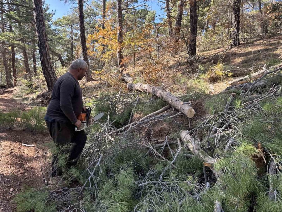 Karı-koca 35 Yıldır Ormanlarda Damgalanan Ağaçları Kesiyorlar