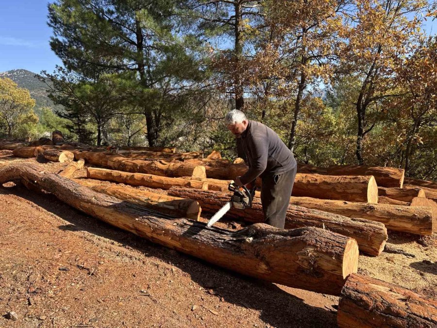 Karı-koca 35 Yıldır Ormanlarda Damgalanan Ağaçları Kesiyorlar