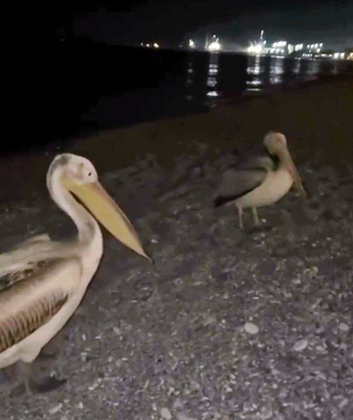 Dünyaca Ünlü Sahilde Pelikan Şaşkınlığı