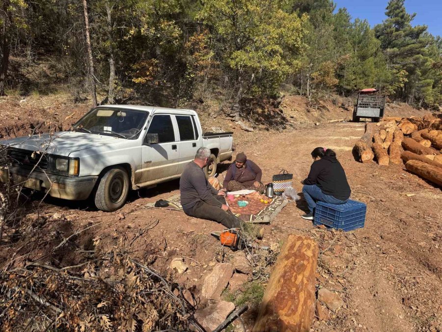 Karı-koca 35 Yıldır Ormanlarda Damgalanan Ağaçları Kesiyorlar