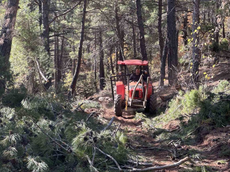 Karı-koca 35 Yıldır Ormanlarda Damgalanan Ağaçları Kesiyorlar