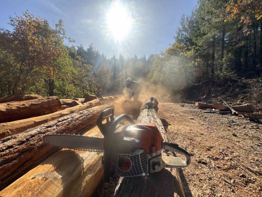 Karı-koca 35 Yıldır Ormanlarda Damgalanan Ağaçları Kesiyorlar