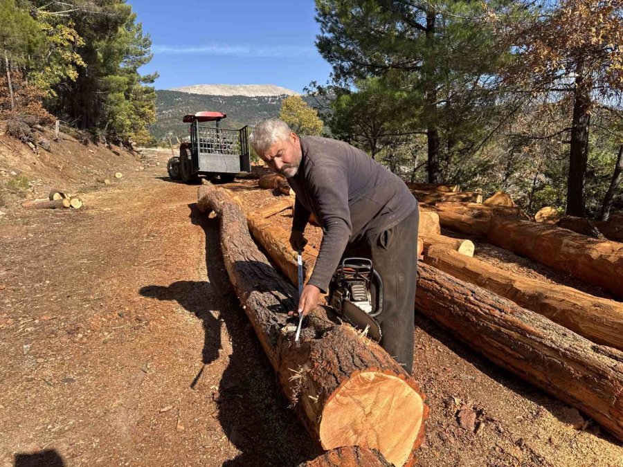 Karı-koca 35 Yıldır Ormanlarda Damgalanan Ağaçları Kesiyorlar
