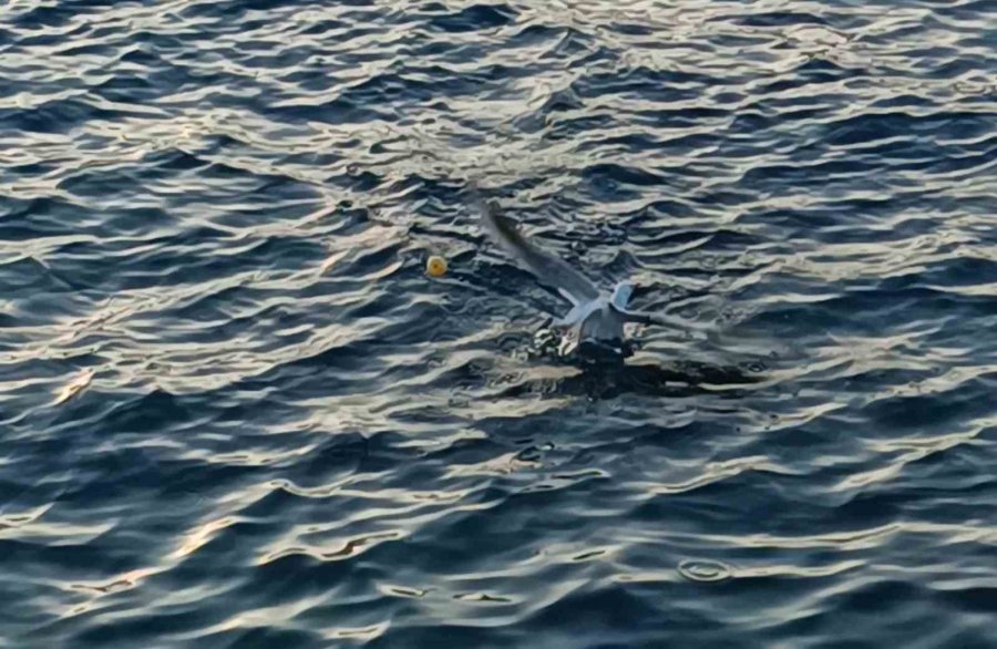 Oltaya Bu Kez Balık Yerine Martı Takıldı