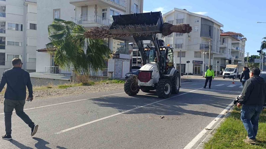 Şoförlük Eğitimi Yaparken Refüjdeki Palmiyeyi Devirdi, Kaza Anı Güvenlik Kamerasına Yansıdı