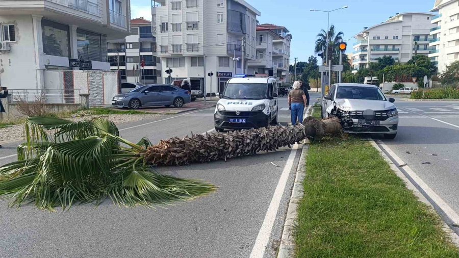 Şoförlük Eğitimi Yaparken Refüjdeki Palmiyeyi Devirdi, Kaza Anı Güvenlik Kamerasına Yansıdı