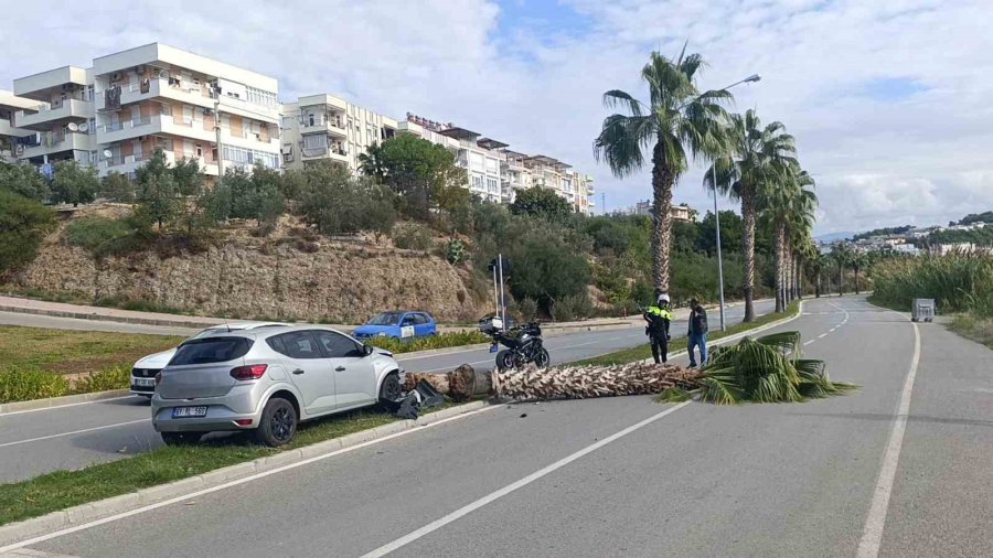 Şoförlük Eğitimi Yaparken Refüjdeki Palmiyeyi Devirdi, Kaza Anı Güvenlik Kamerasına Yansıdı