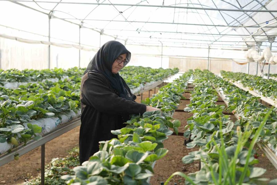 Niğde’de Topraksız Tarım Yöntemiyle Çilek Üretimi Kadın Emeğiyle Büyüyor