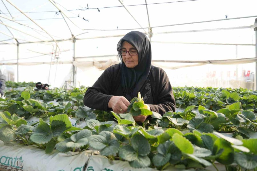 Niğde’de Topraksız Tarım Yöntemiyle Çilek Üretimi Kadın Emeğiyle Büyüyor