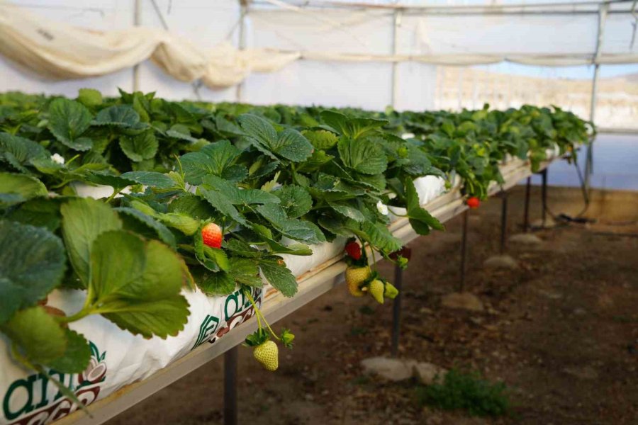 Niğde’de Topraksız Tarım Yöntemiyle Çilek Üretimi Kadın Emeğiyle Büyüyor