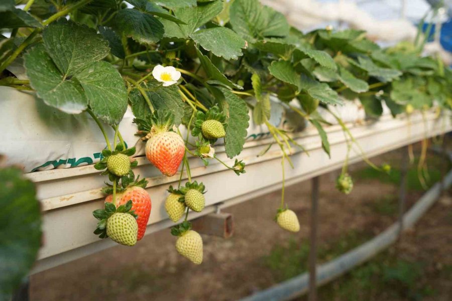 Niğde’de Topraksız Tarım Yöntemiyle Çilek Üretimi Kadın Emeğiyle Büyüyor