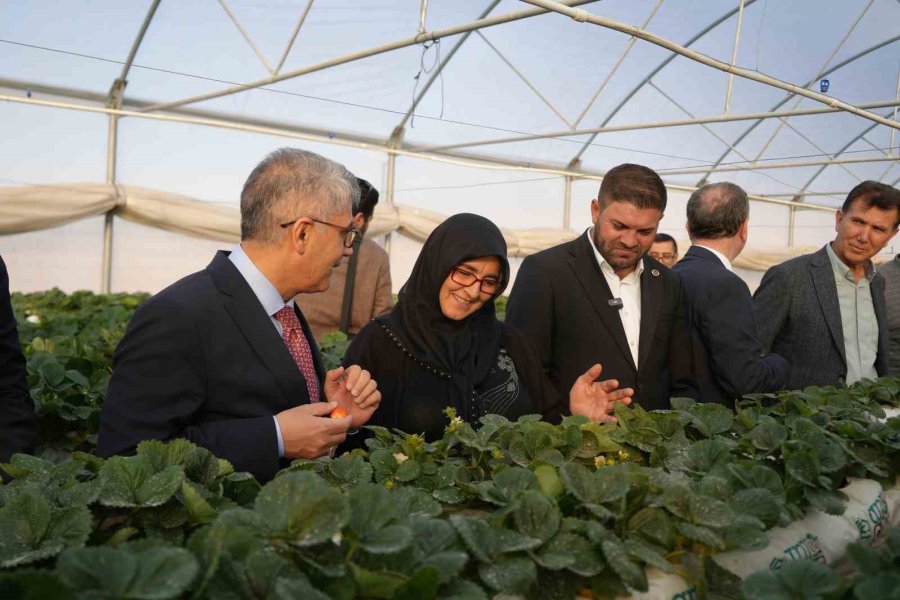 Niğde’de Topraksız Tarım Yöntemiyle Çilek Üretimi Kadın Emeğiyle Büyüyor