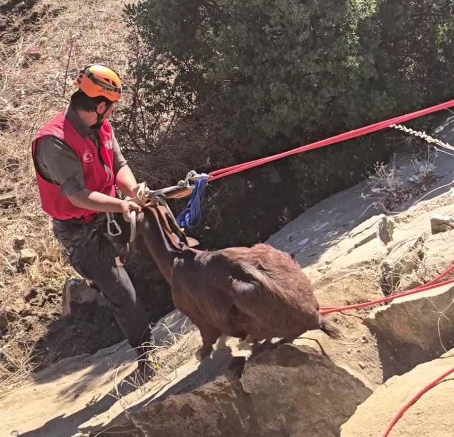 Kaya Oyuğuna Düşen Ve 3 Gün Mahsur Kalan Keçi, Film Gibi Operasyonla Kurtarıldı