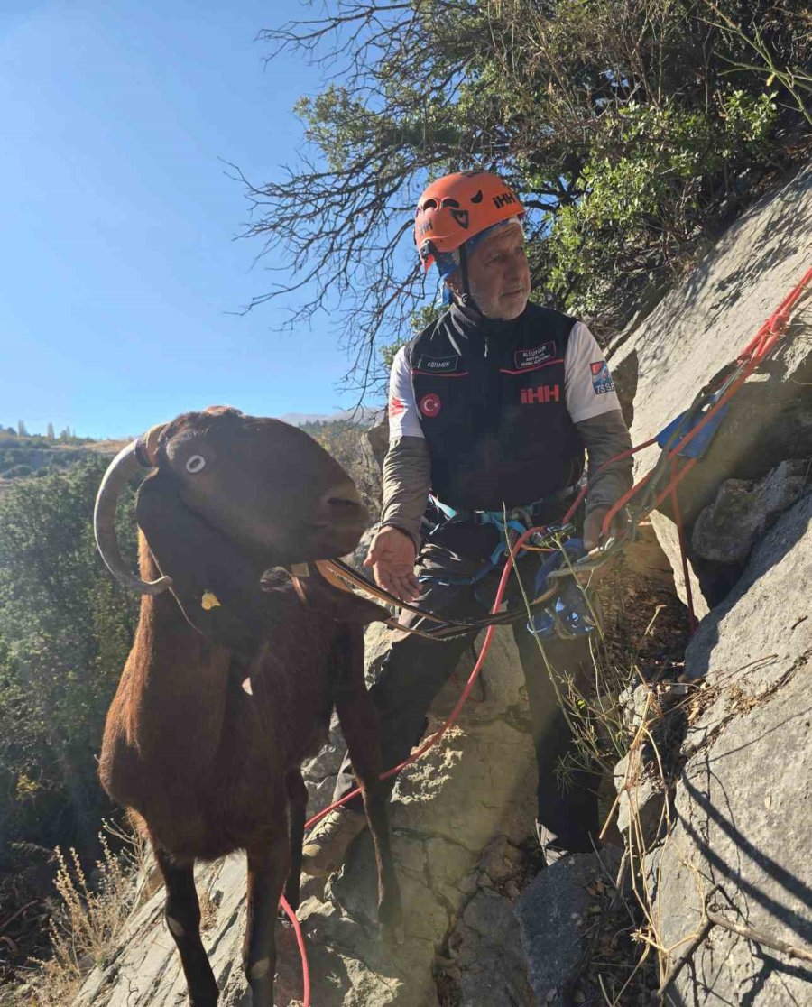Kaya Oyuğuna Düşen Ve 3 Gün Mahsur Kalan Keçi, Film Gibi Operasyonla Kurtarıldı