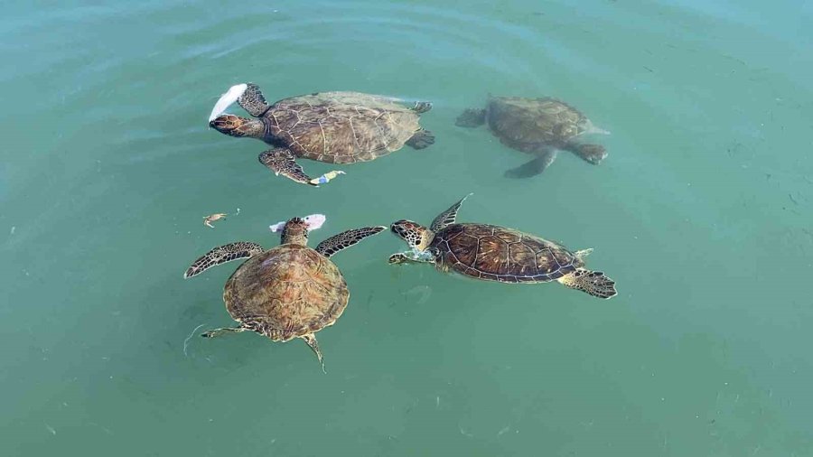 Balıkçıların Dostu: Göç Etmeyen Caretta Carettalar Limanı Mesken Tuttu