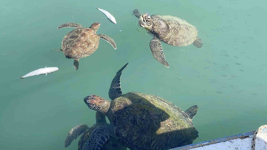 Balıkçıların Dostu: Göç Etmeyen Caretta Carettalar Limanı Mesken Tuttu
