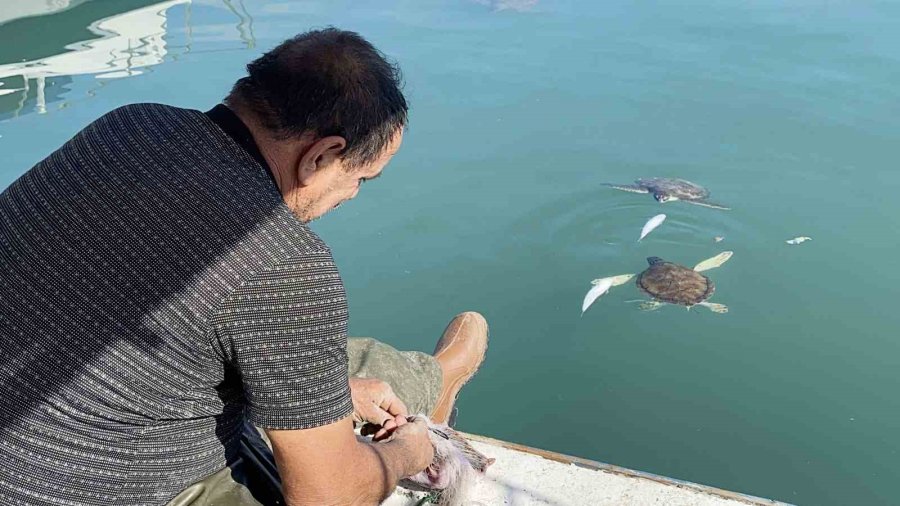 Balıkçıların Dostu: Göç Etmeyen Caretta Carettalar Limanı Mesken Tuttu