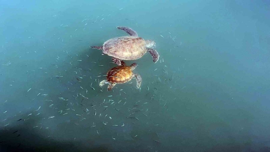 Balıkçıların Dostu: Göç Etmeyen Caretta Carettalar Limanı Mesken Tuttu