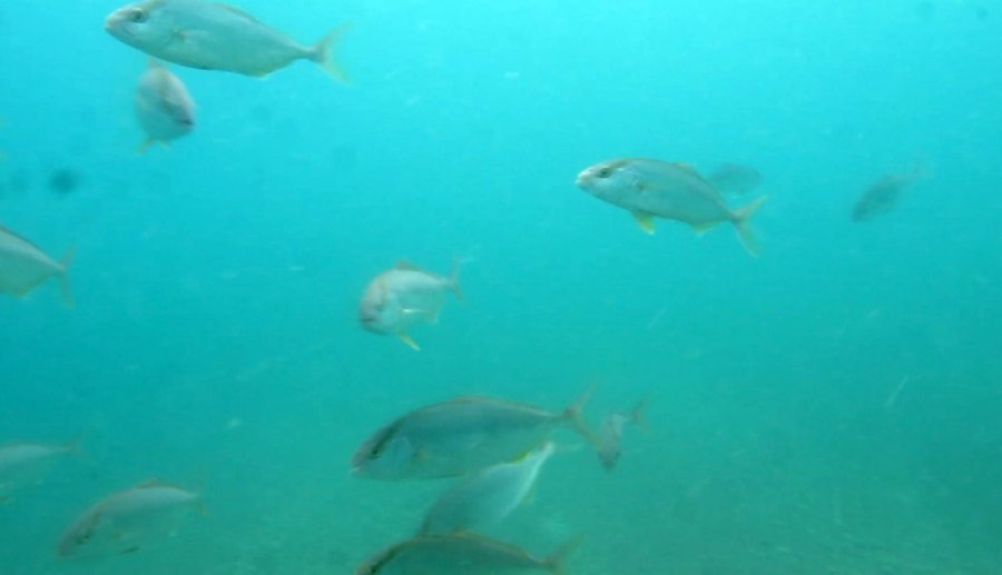 Sigara İzmaritleri Denizde Pamuk Tarlasına Dönüştü