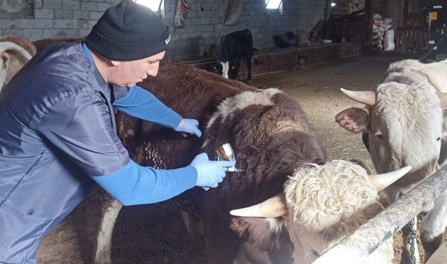 Beyşehir’de Şap Aşısı Seferberliği