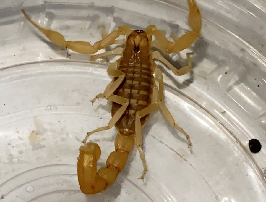 Aksaray’da Zehrinin Litresi 10 Milyon Dolar Olan Akrep Satışına Suçüstü Operasyon