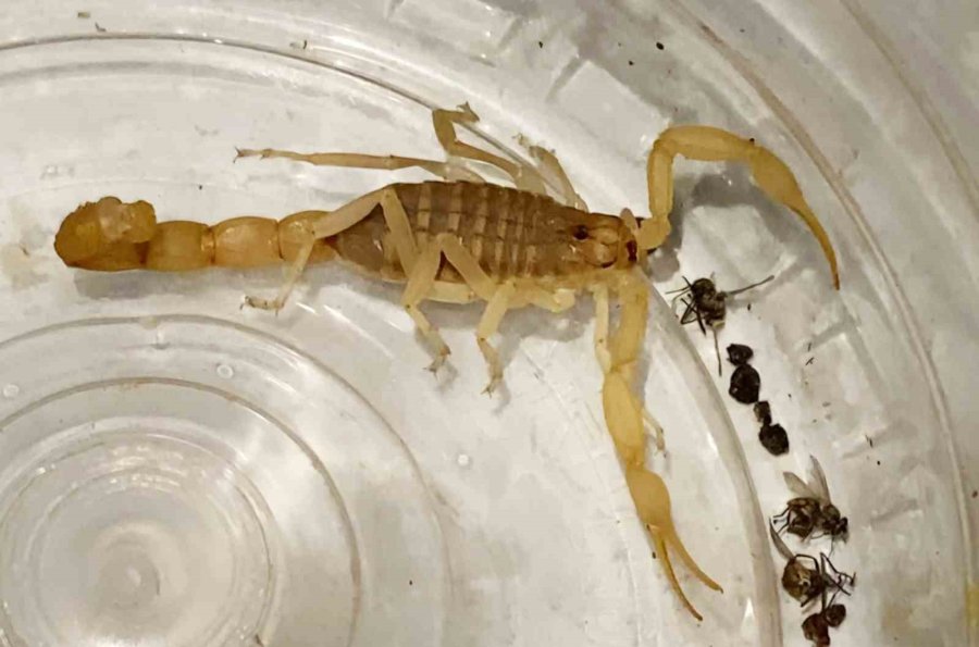 Aksaray’da Zehrinin Litresi 10 Milyon Dolar Olan Akrep Satışına Suçüstü Operasyon