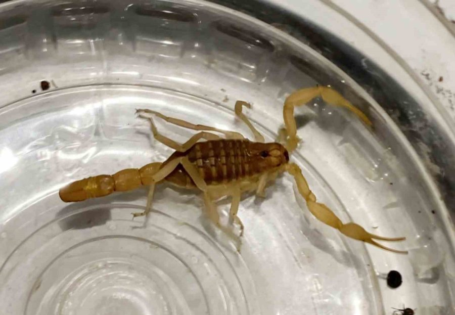 Aksaray’da Zehrinin Litresi 10 Milyon Dolar Olan Akrep Satışına Suçüstü Operasyon