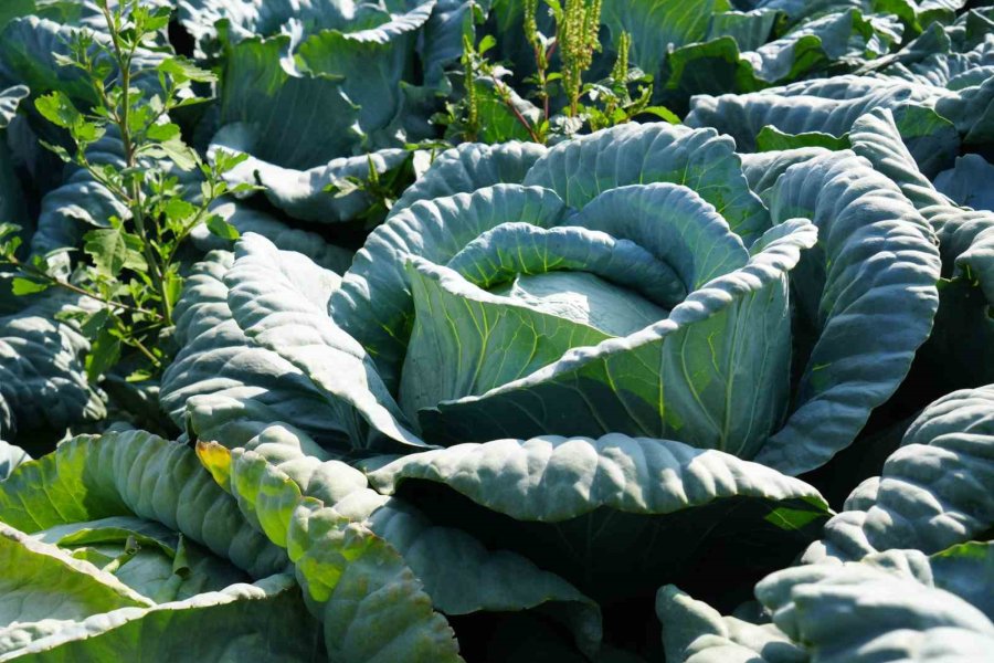 Niğde’de Lahana Tarlalarında Pestisit Denetimi Yapıldı