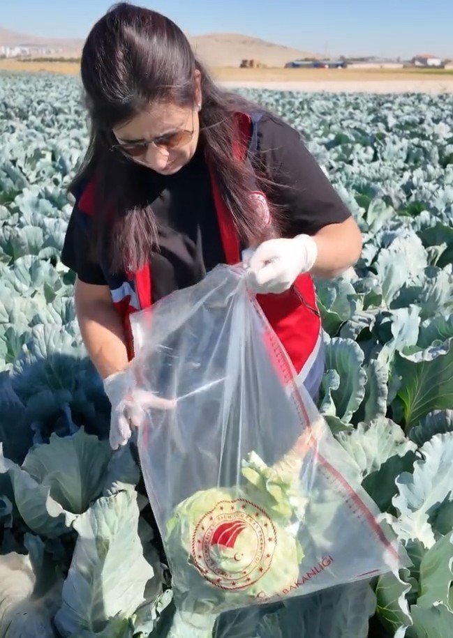 Niğde’de Lahana Tarlalarında Pestisit Denetimi Yapıldı