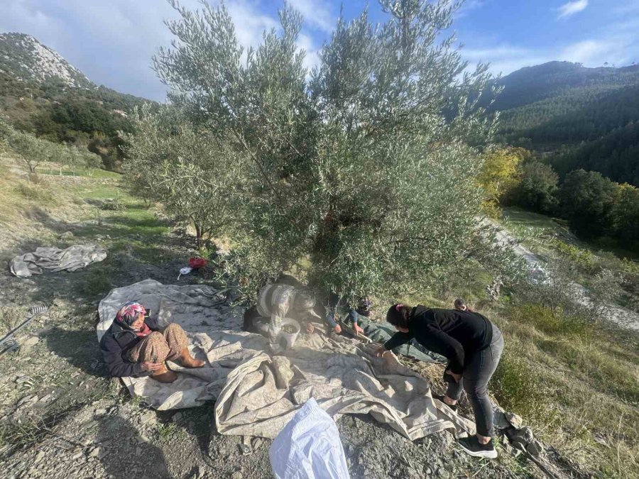 88 Yaşındaki Emine Nine Zeytin Hasadında