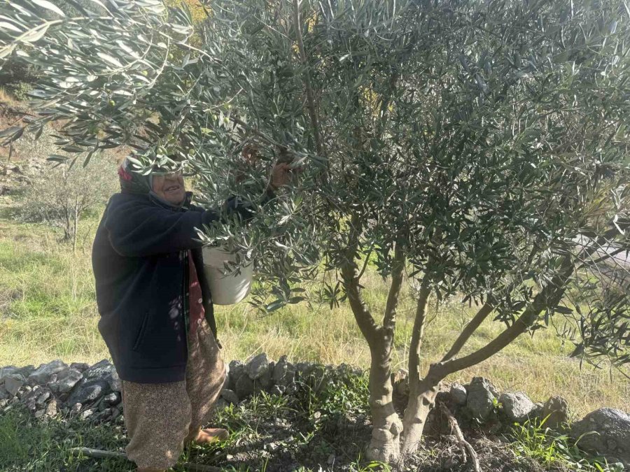 88 Yaşındaki Emine Nine Zeytin Hasadında
