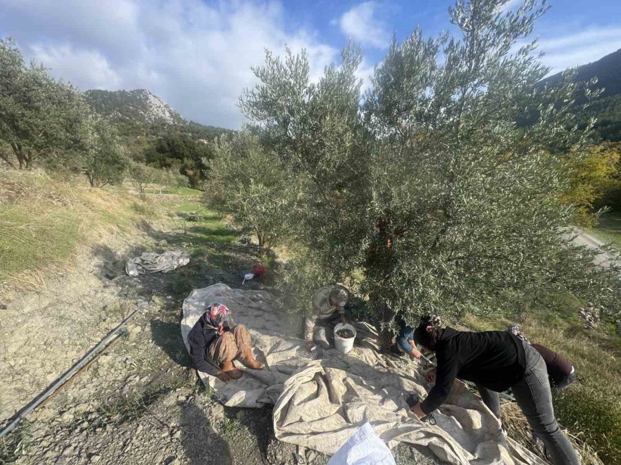 88 Yaşındaki Emine Nine Zeytin Hasadında