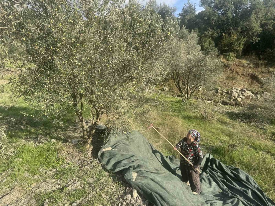 88 Yaşındaki Emine Nine Zeytin Hasadında