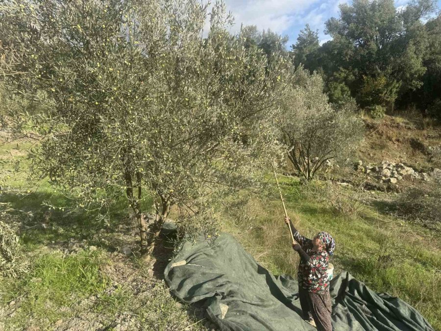 88 Yaşındaki Emine Nine Zeytin Hasadında