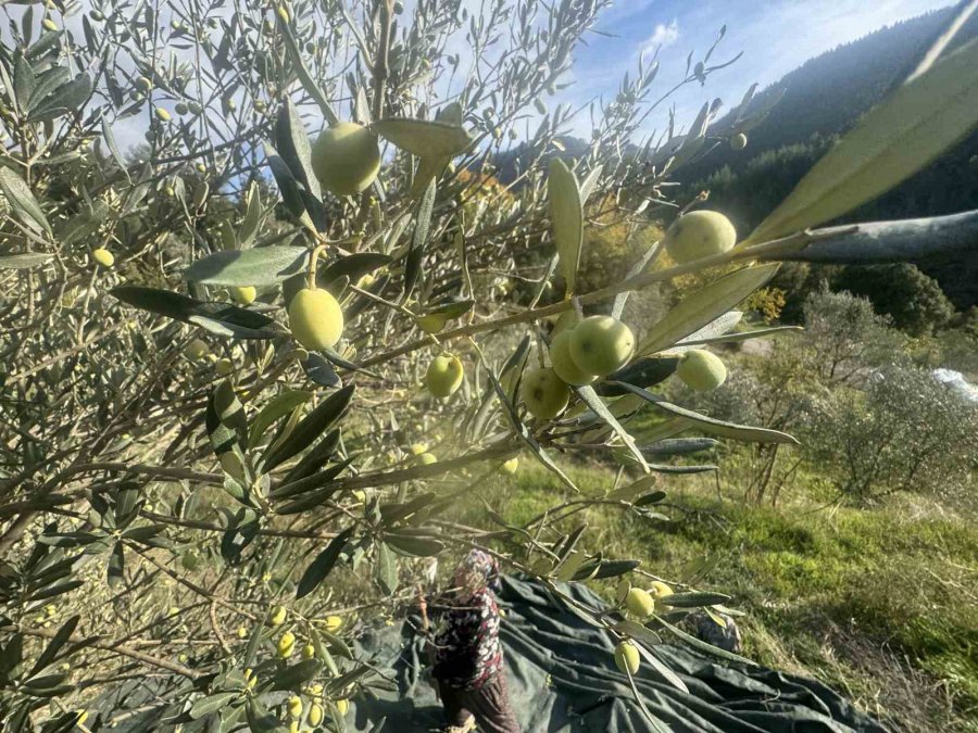 88 Yaşındaki Emine Nine Zeytin Hasadında