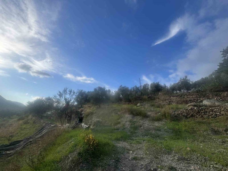 88 Yaşındaki Emine Nine Zeytin Hasadında