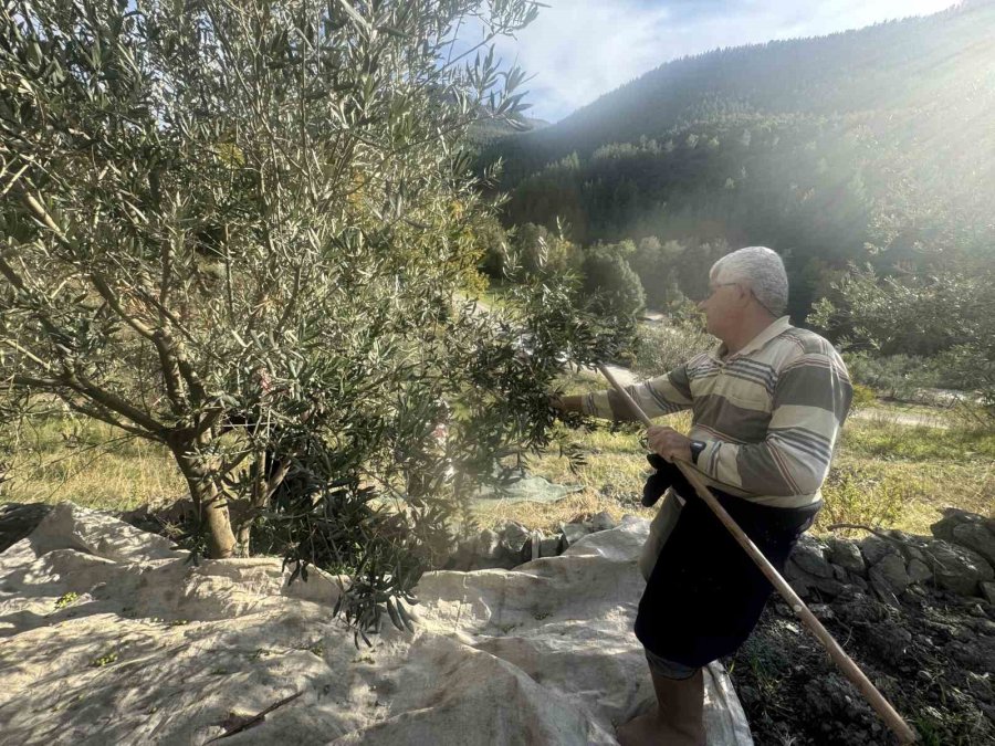 88 Yaşındaki Emine Nine Zeytin Hasadında