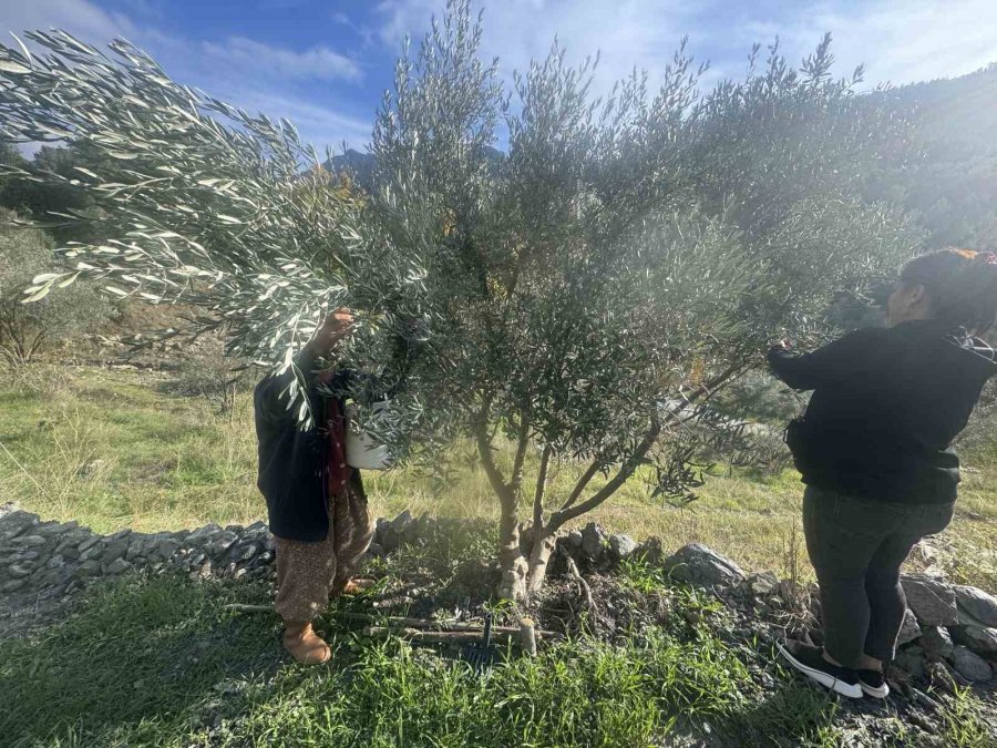 88 Yaşındaki Emine Nine Zeytin Hasadında