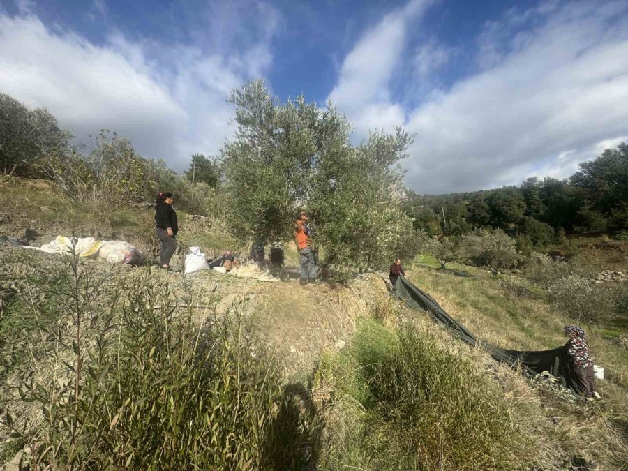 88 Yaşındaki Emine Nine Zeytin Hasadında