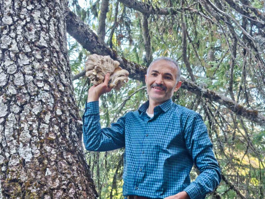 Mantar Avcılarının Ağaç Tepelerinde Tehlikeli Avı
