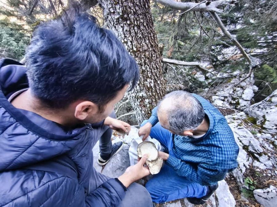 Mantar Avcılarının Ağaç Tepelerinde Tehlikeli Avı