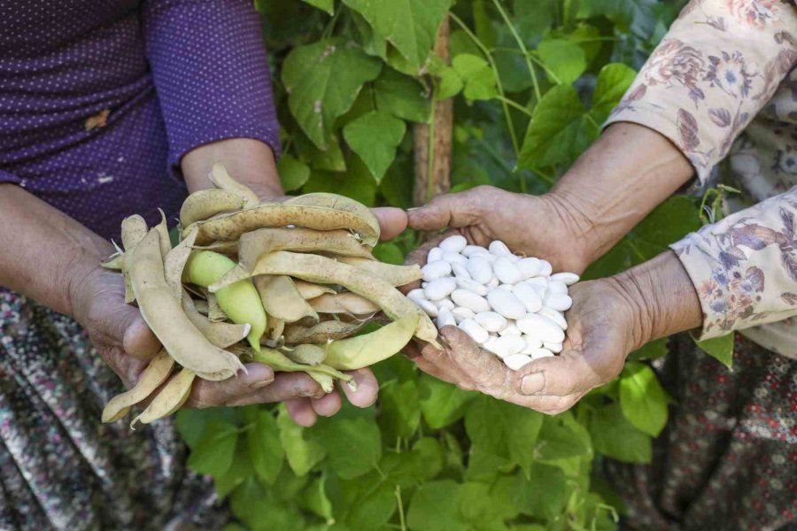 Mersin’de Atalık Tohumlar Gelecek Nesillere Aktarılıyor