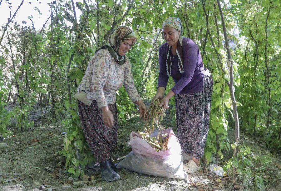 Mersin’de Atalık Tohumlar Gelecek Nesillere Aktarılıyor