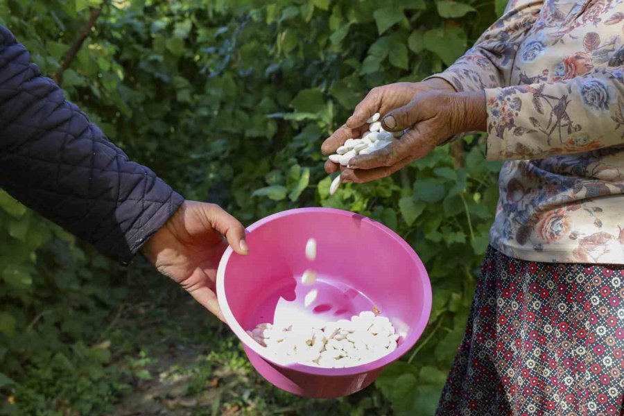 Mersin’de Atalık Tohumlar Gelecek Nesillere Aktarılıyor