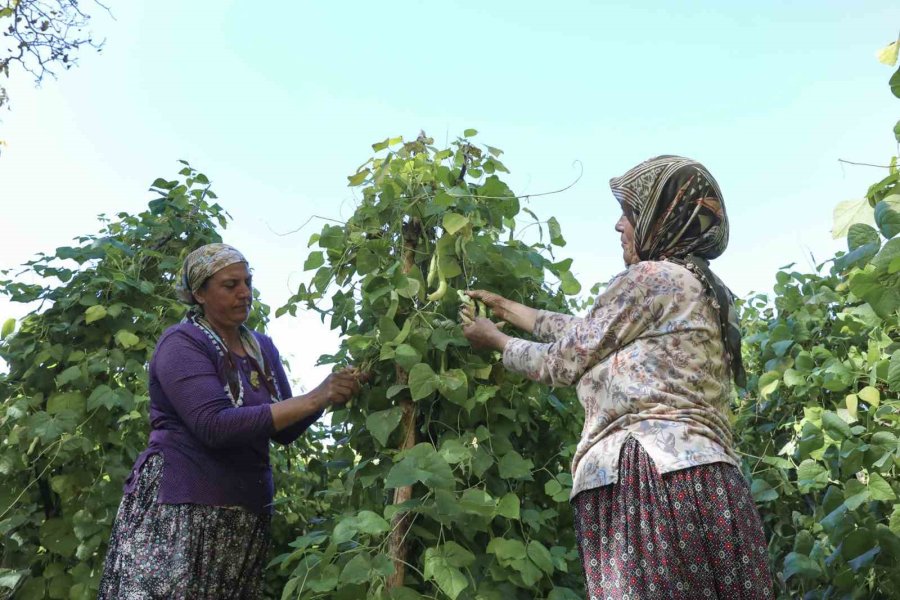 Mersin’de Atalık Tohumlar Gelecek Nesillere Aktarılıyor