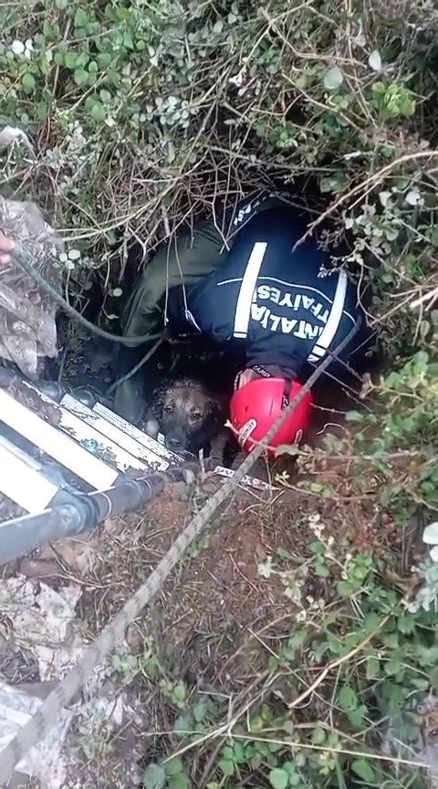 Foseptik Çukuruna Düşen Köpeği İtfaiye Kurtardı